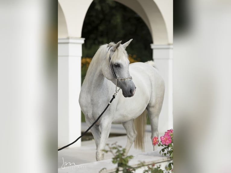 Egipski koń arabski Klacz 14 lat 155 cm Siwa in Geisenfeld