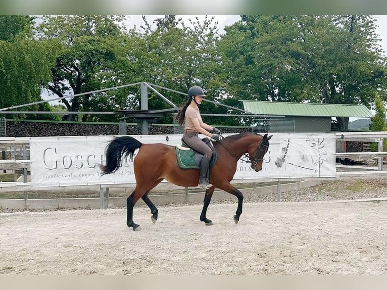 Egipski koń arabski Klacz 15 lat 153 cm Gniada in Wassertr&#xFC;dingen