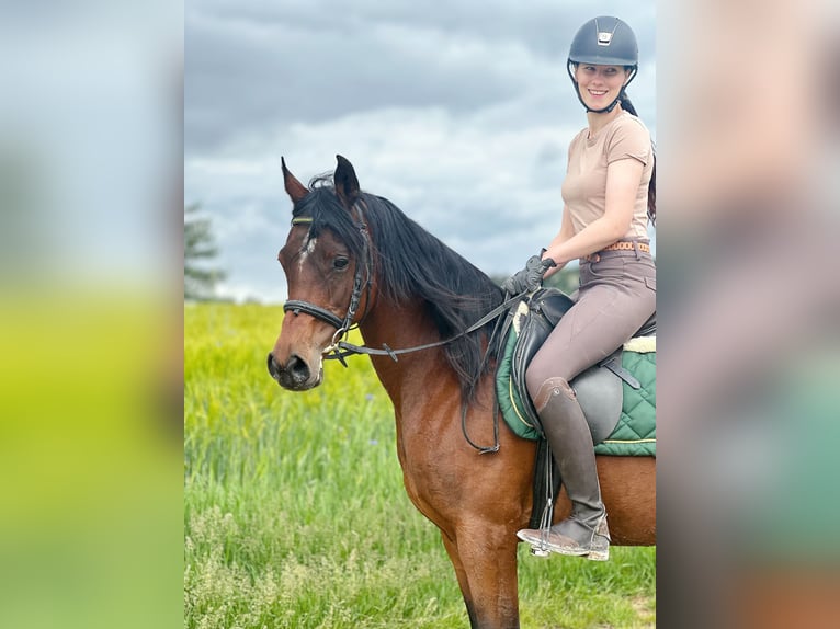Egipski koń arabski Klacz 15 lat 153 cm Gniada in Wassertr&#xFC;dingen