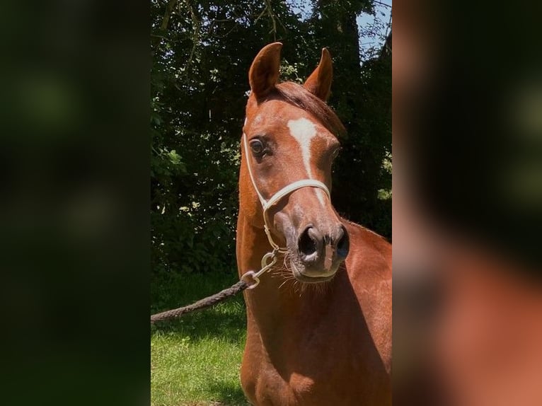 Egipski koń arabski Klacz 15 lat Ciemnokasztanowata in Hetzenhausen