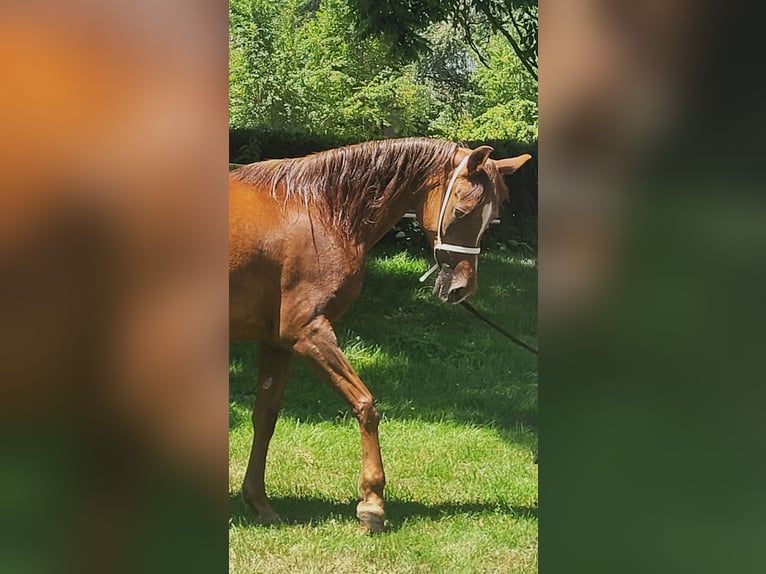 Egipski koń arabski Klacz 15 lat Ciemnokasztanowata in Hetzenhausen