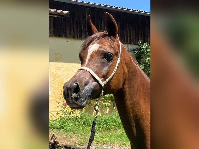 Egipski koń arabski Klacz 15 lat Ciemnokasztanowata in Hetzenhausen