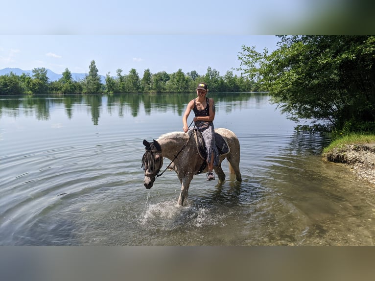 Egipski koń arabski Klacz 16 lat 152 cm Siwa w hreczce in Rosenheim