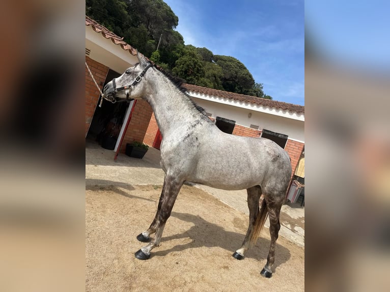 Egipski koń arabski Klacz 16 lat 165 cm Siwa in Sant Andreu De Llavaneres