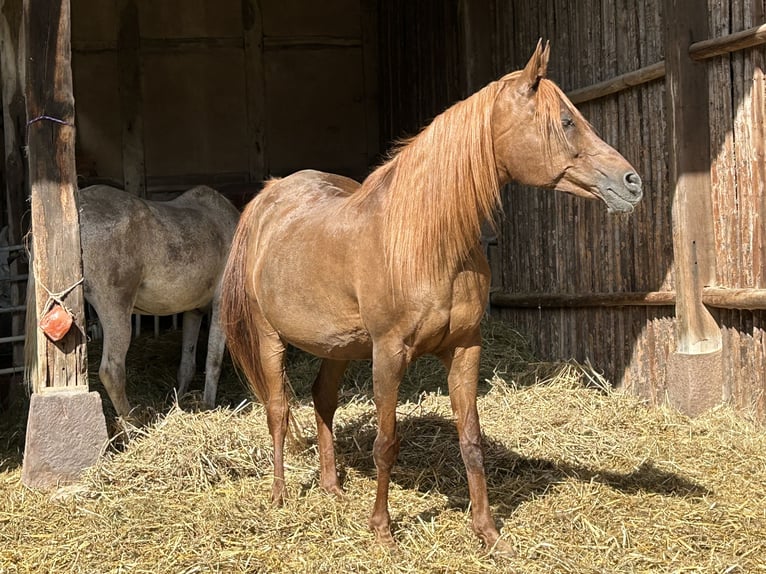 Egipski koń arabski Klacz 21 lat 154 cm Ciemnokasztanowata in Gifhorn