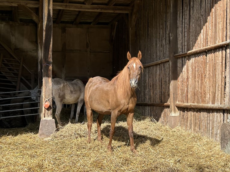 Egipski koń arabski Klacz 21 lat 154 cm Ciemnokasztanowata in Gifhorn