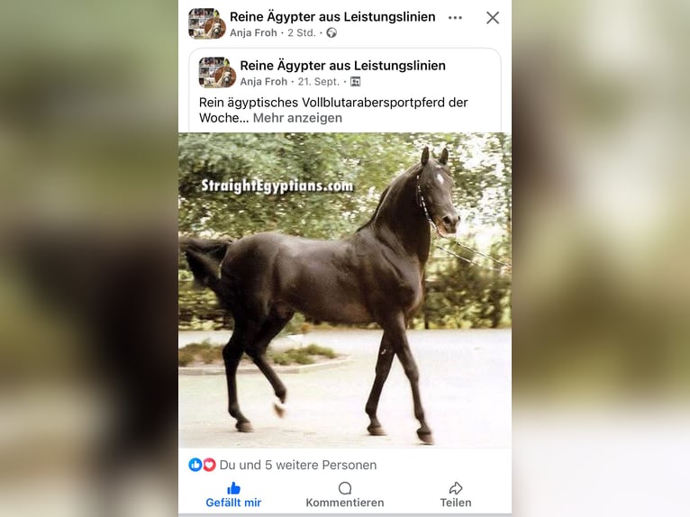 Egipski koń arabski Klacz 21 lat 154 cm Ciemnokasztanowata in Gifhorn