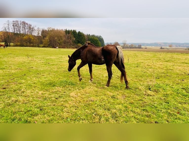 Egipski koń arabski Klacz 25 lat 150 cm Ciemnokasztanowata in Kammlach