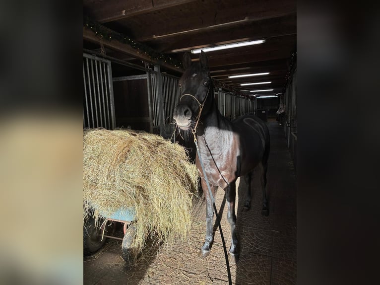 Egipski koń arabski Klacz 3 lat 150 cm Kara in Witzwort