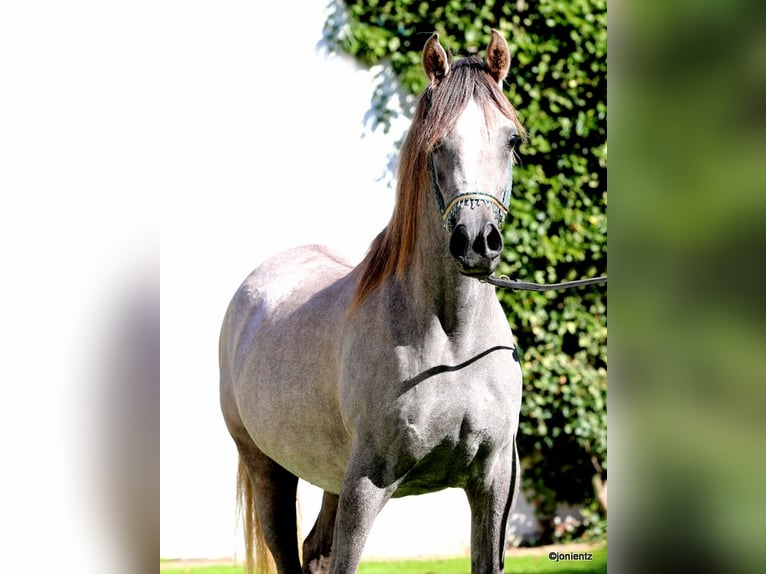 Egipski koń arabski Klacz 3 lat 150 cm Siwa in Großenkneten