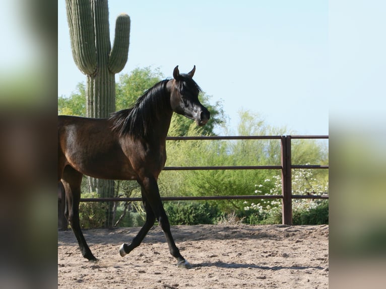 Egipski koń arabski Klacz 3 lat 152 cm Kara in Scottsdale, Arizona