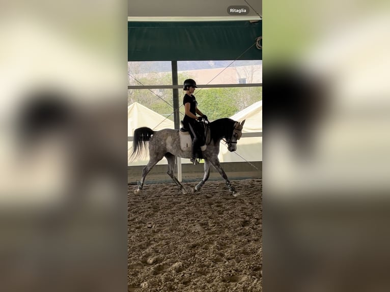 Egipski koń arabski Klacz 4 lat 155 cm Siwa in Bergamo