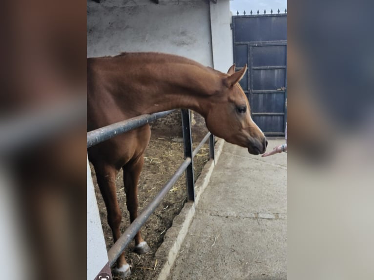 Egipski koń arabski Klacz 4 lat 160 cm Kasztanowata in Bollullos Par Del Condado