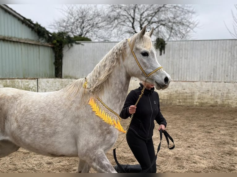 Egipski koń arabski Klacz 5 lat 147 cm Siwa in Mönchengladbach