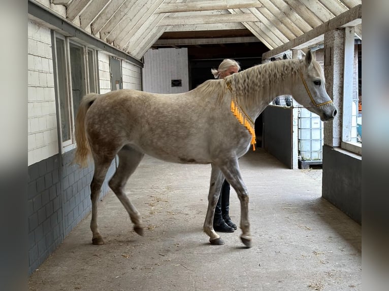 Egipski koń arabski Klacz 5 lat 147 cm Siwa in Mönchengladbach