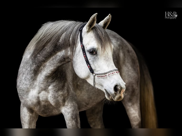 Egipski koń arabski Klacz 5 lat 152 cm Siwa w hreczce in Engelschoff