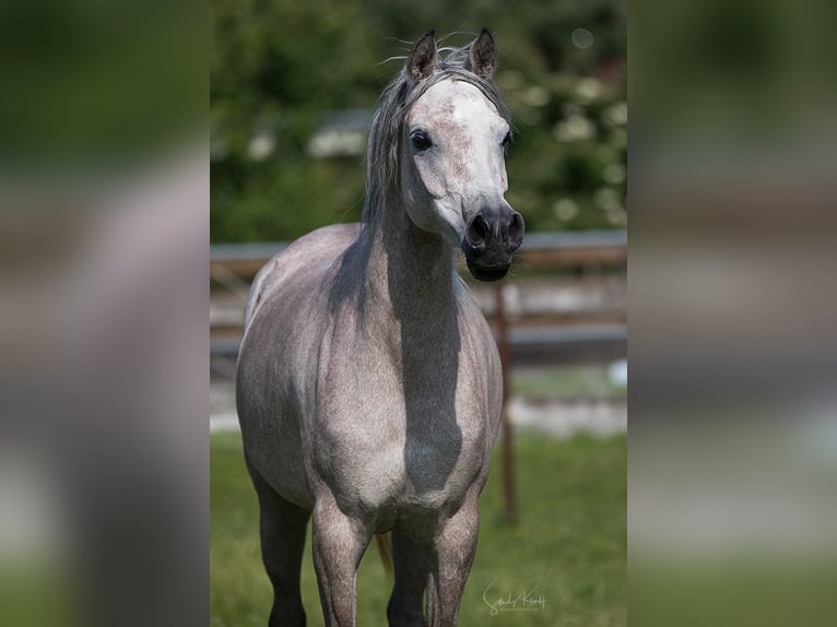 Egipski koń arabski Klacz 6 lat 152 cm Siwa in Blankenhain