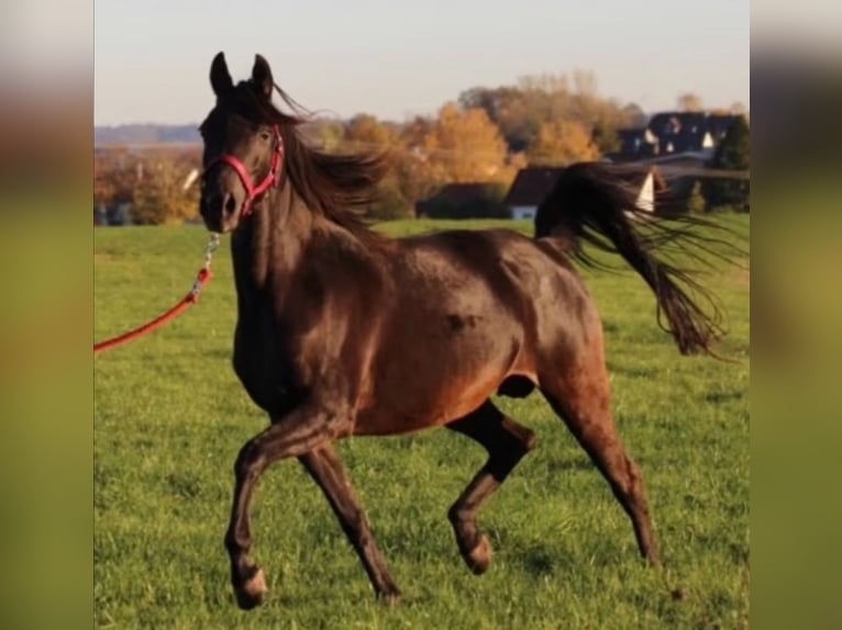 Egipski koń arabski Klacz 7 lat 148 cm Kara in Ansbach