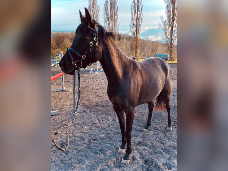 Egipski koń arabski Klacz 7 lat 148 cm Kara in Ansbach