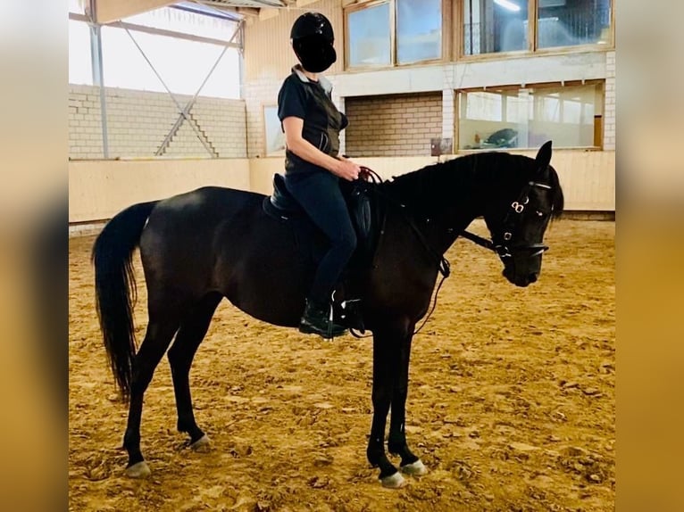 Egipski koń arabski Klacz 7 lat 148 cm Kara in Ansbach