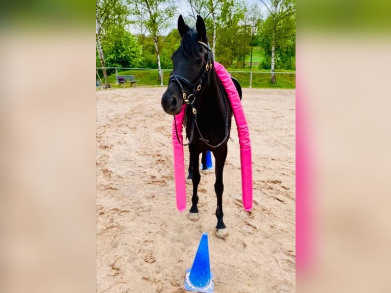 Egipski koń arabski Klacz 7 lat 148 cm Kara in Ansbach