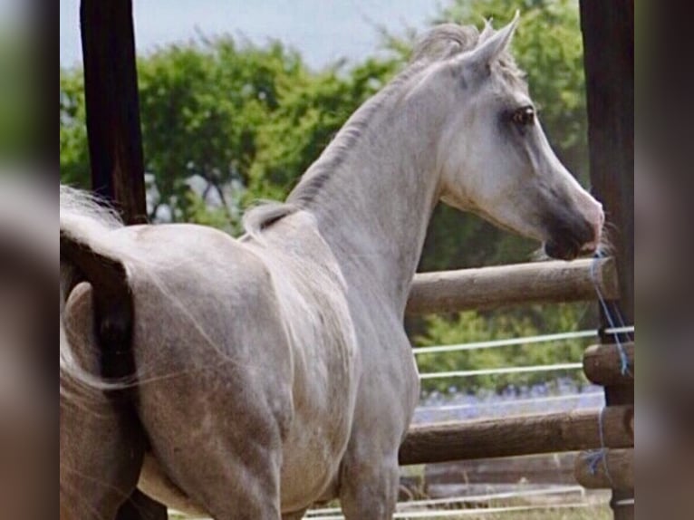 Egipski koń arabski Klacz 7 lat 150 cm Siwa in Wittingen