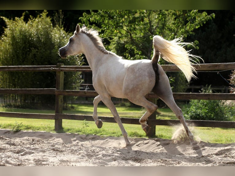 Egipski koń arabski Klacz 7 lat 154 cm Siwa in Olderup
