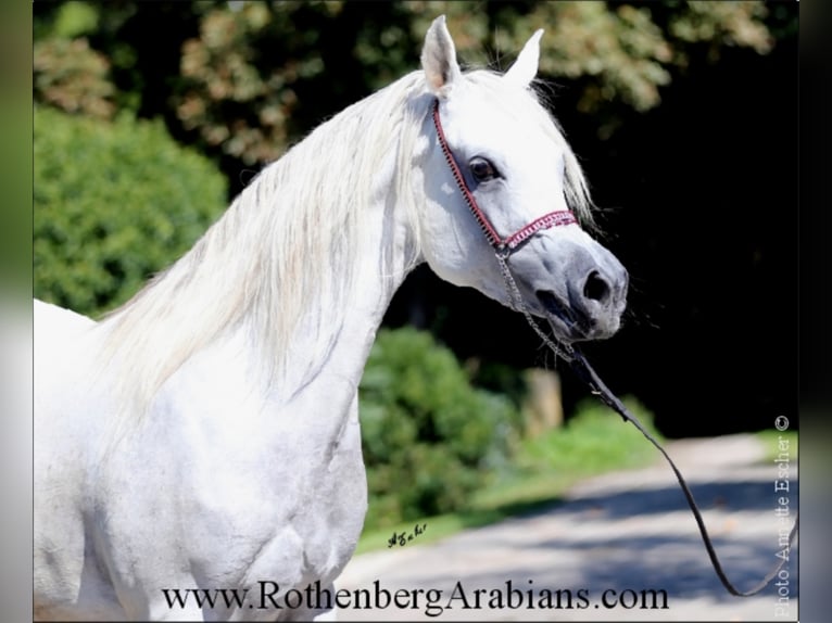 Egipski koń arabski Klacz 8 lat 152 cm Siwa in Monheim