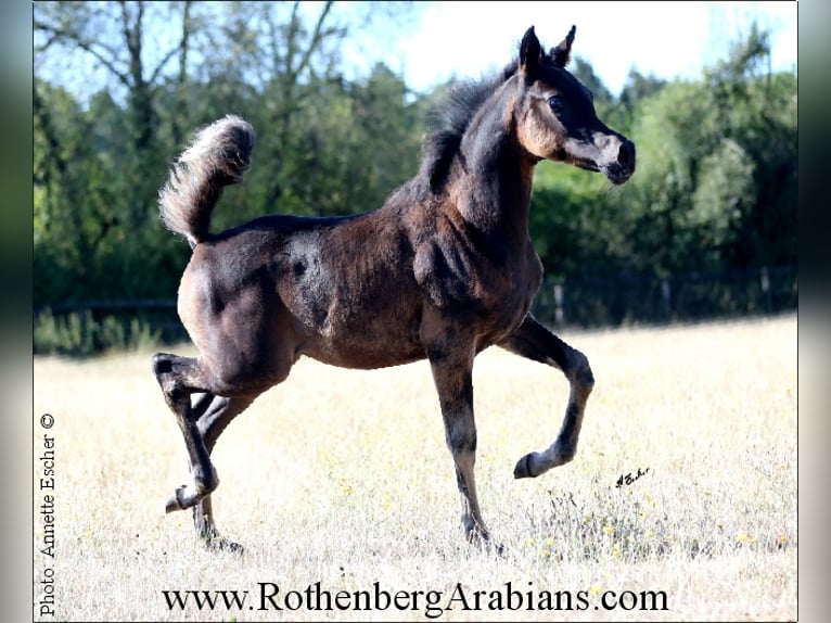 Egipski koń arabski Klacz 8 lat 152 cm Siwa in Monheim