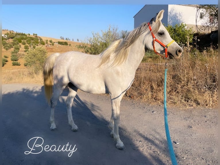 Egipski koń arabski Klacz 9 lat 150 cm Biała in Eppingen