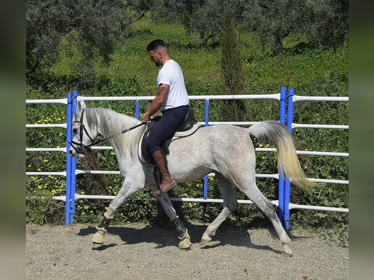 Egipski koń arabski Klacz 9 lat 150 cm Biała in Eppingen