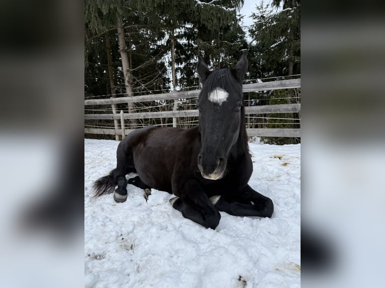 Egipski koń arabski Klacz 9 lat 150 cm Kara in Innsbruck