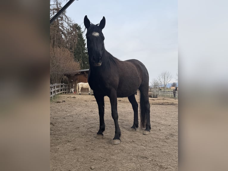 Egipski koń arabski Klacz 9 lat 150 cm  in Innsbruck
