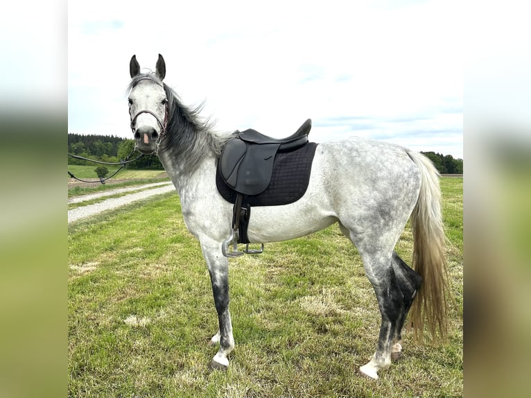 Egipski koń arabski Klacz 9 lat 151 cm Siwa in Seehausen am Staffelsee