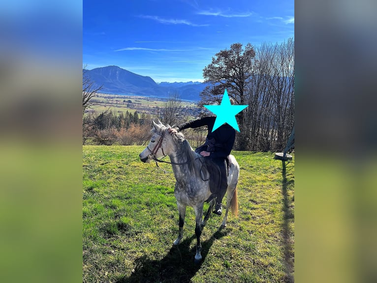 Egipski koń arabski Klacz 9 lat 151 cm Siwa in Seehausen am Staffelsee
