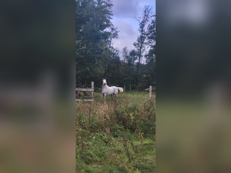 Egipski koń arabski Klacz 9 lat 155 cm Biała in Fa&#xDF;berg