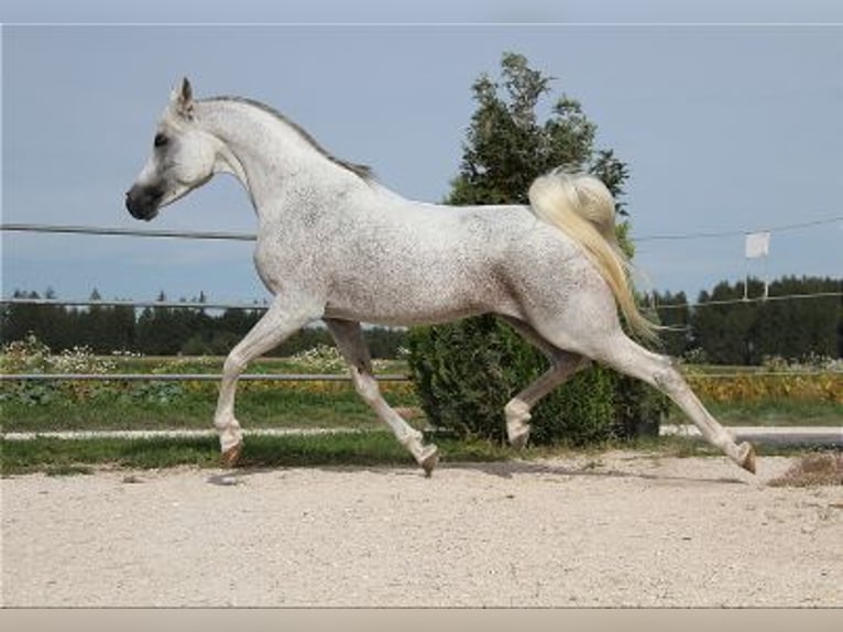 Egipski koń arabski Ogier 11 lat 154 cm Siwa w hreczce in Thalmässing
