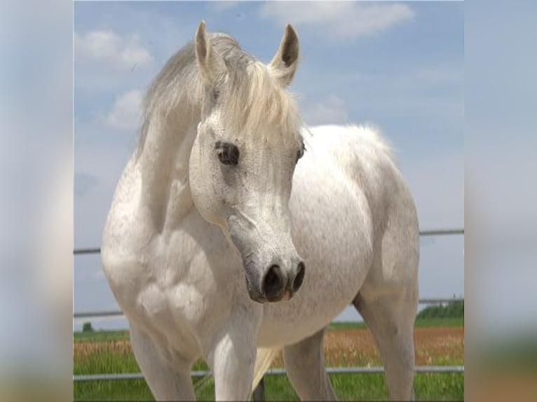 Egipski koń arabski Ogier 11 lat 154 cm Siwa w hreczce in Thalmässing