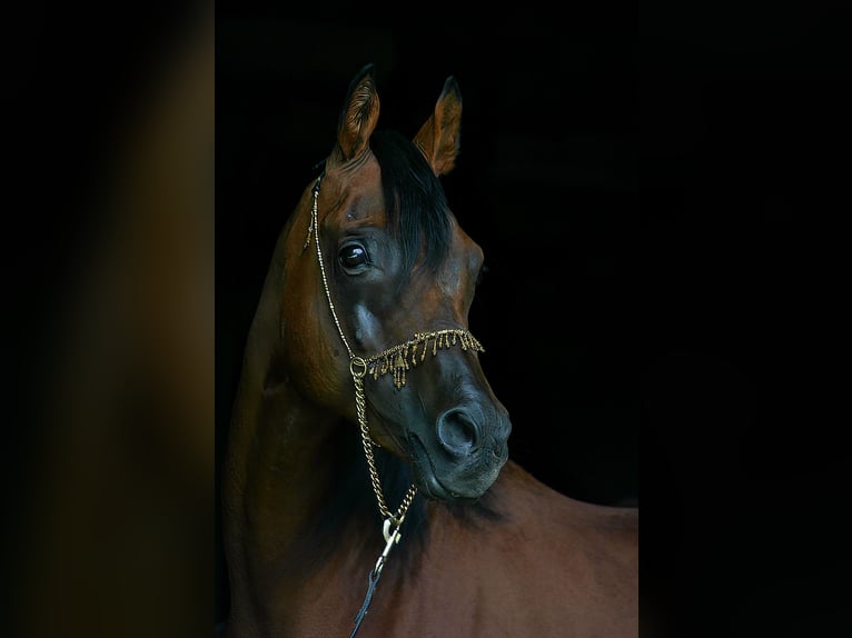 Egipski koń arabski Ogier 14 lat 156 cm Gniada in Herrieden