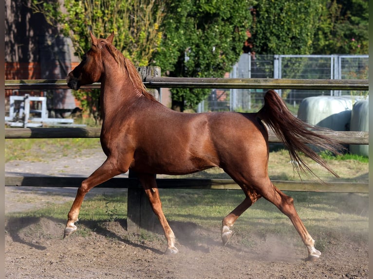 Egipski koń arabski Ogier 18 lat 154 cm Kasztanowata in Walsrode