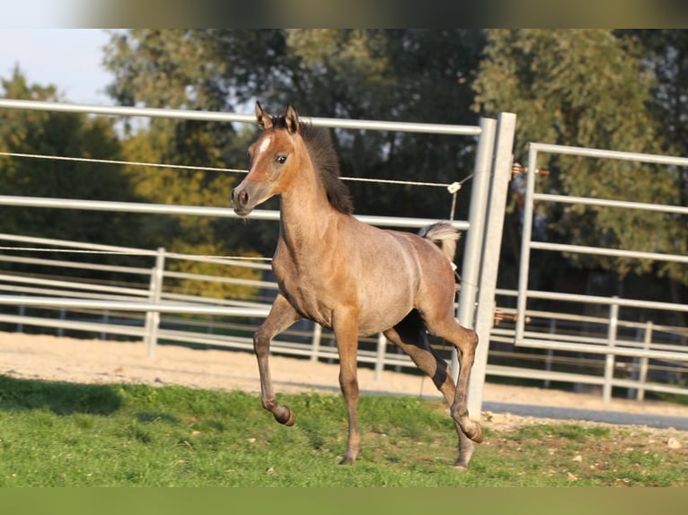 Egipski koń arabski Ogier 1 Rok 150 cm Siwa in Burglengenfeld