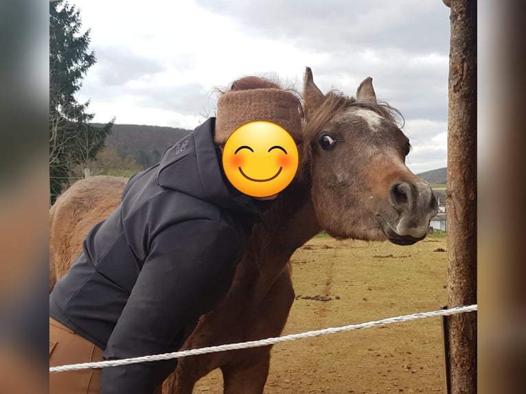 Egipski koń arabski Ogier 1 Rok 150 cm Siwa in Hallgarten
