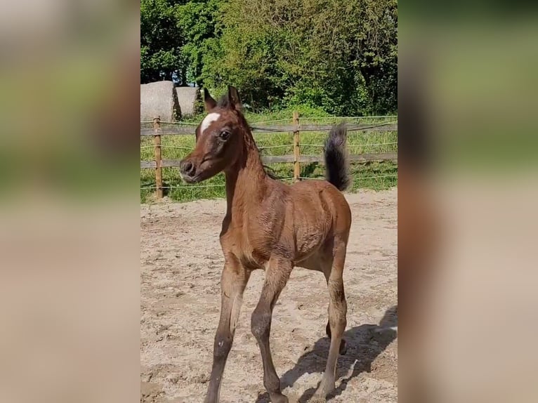 Egipski koń arabski Ogier 1 Rok 150 cm Siwa in Hallgarten
