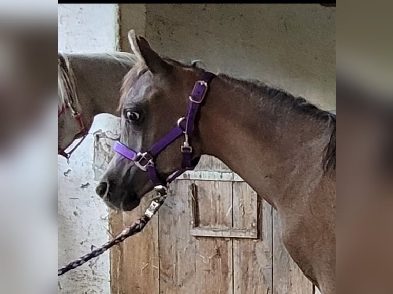Egipski koń arabski Ogier 1 Rok 150 cm Siwa in Welzheim