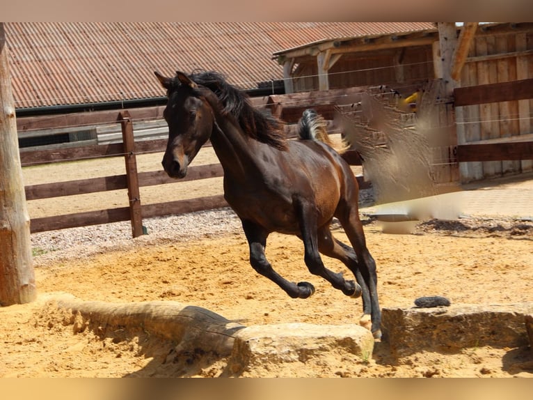 Egipski koń arabski Ogier 1 Rok 152 cm Ciemnogniada in Blankenhain