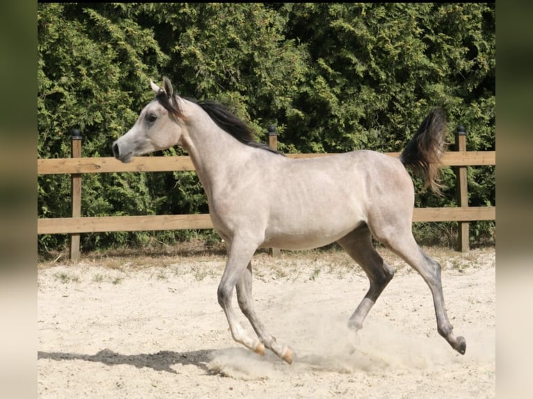Egipski koń arabski Ogier 1 Rok 153 cm Siwa in Radevormwald
