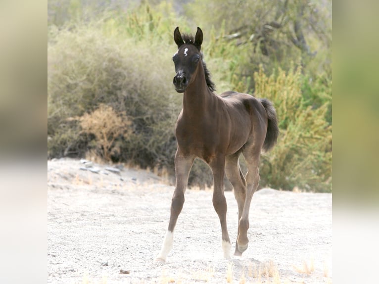 Egipski koń arabski Ogier 1 Rok Kara in Scottsdale, Arizona