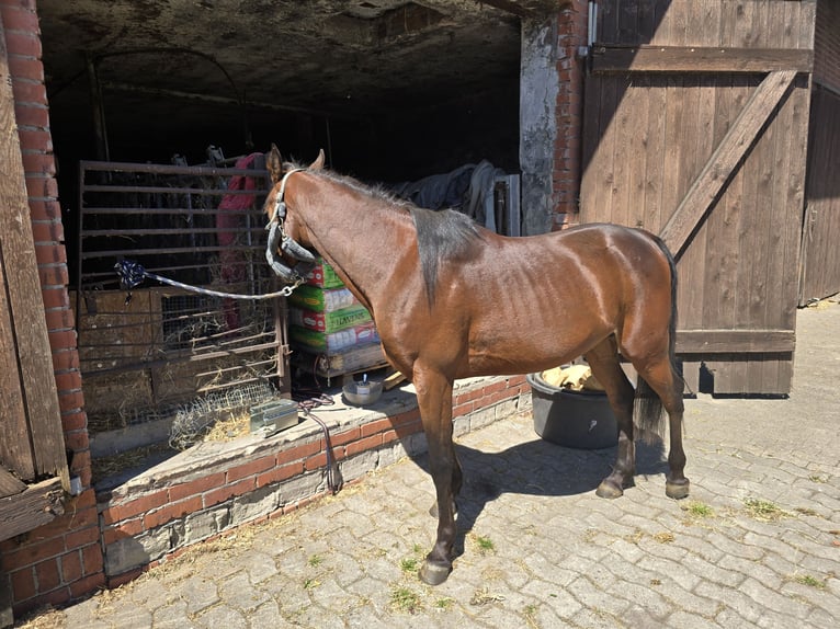 Egipski koń arabski Ogier 3 lat 141 cm Gniada in Warmsen