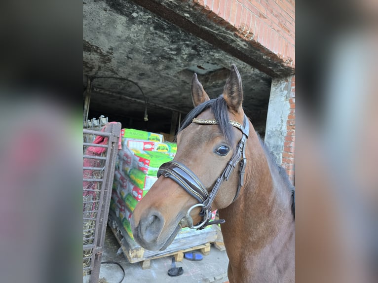 Egipski koń arabski Ogier 3 lat 141 cm Gniada in Warmsen