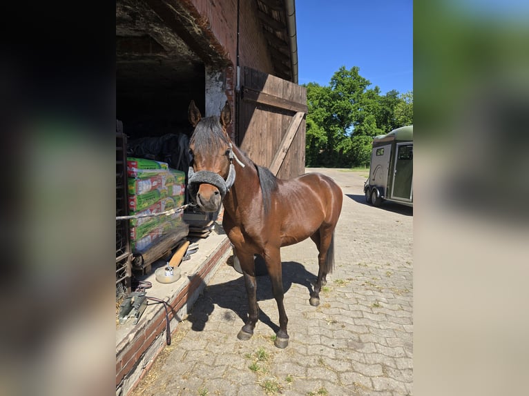 Egipski koń arabski Ogier 3 lat 141 cm Gniada in Warmsen